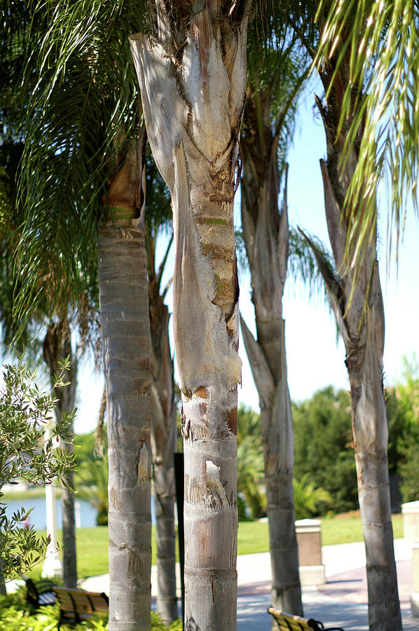 Palm Tree Trunk Photograph