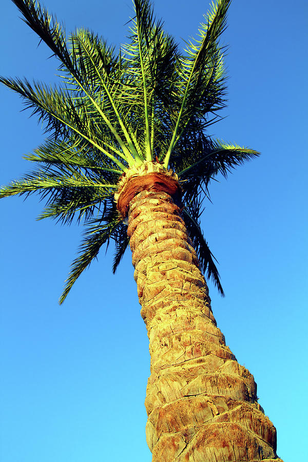 Palm Tree Under Blue Sky Photograph by Mikhail Kokhanchikov