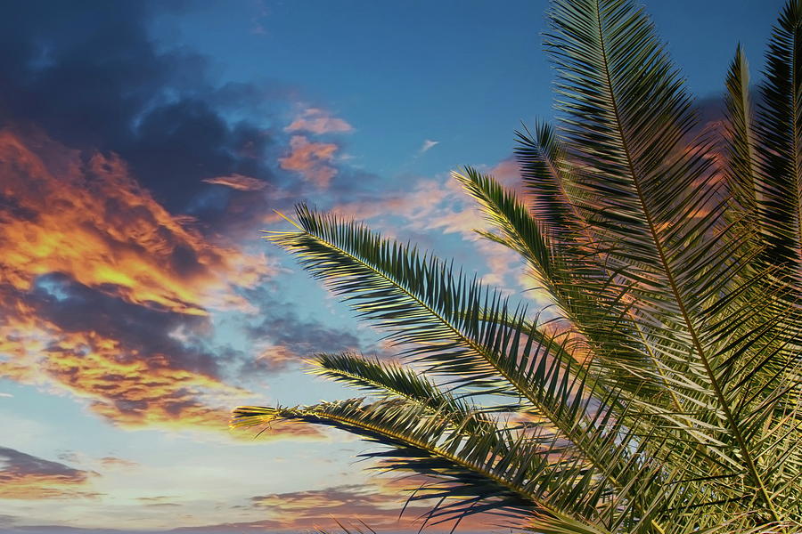 Palm Tree Under Sunset Sky with Copy Space Photograph by Darryl Brooks
