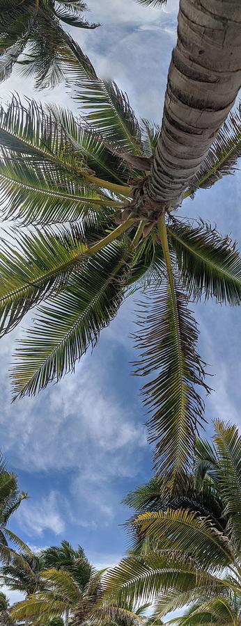 Palm tree Photograph by Vesna Antic