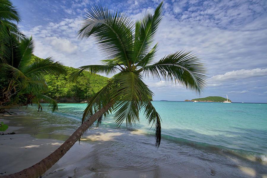 Palm Tree View on Caribbean Beach Photograph by Matthew DeGrushe
