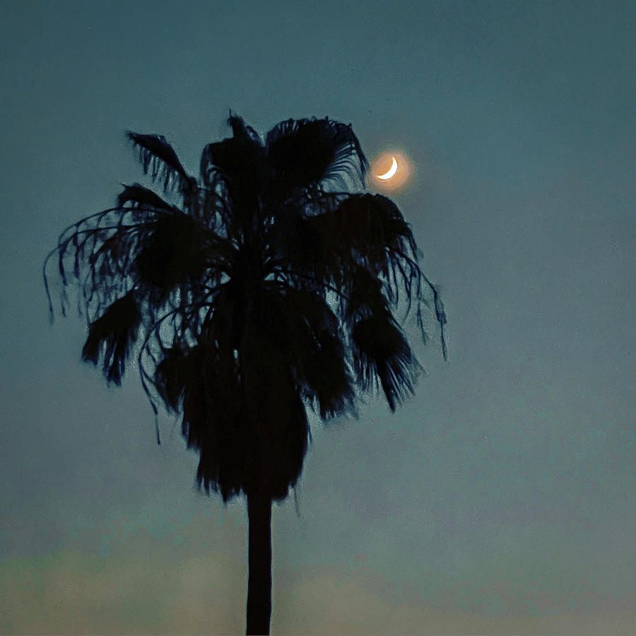 Palm tree with moon Photograph by Grey Coopre