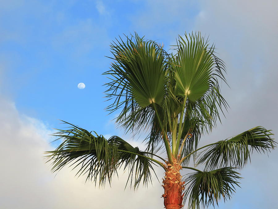 Palm Tree with Moon Photograph by Kathrin Poersch