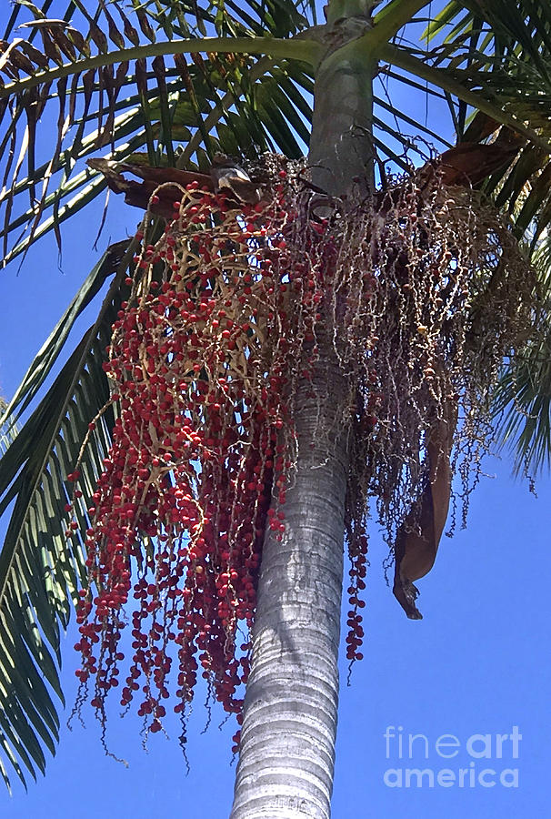 Palm Tree With Red Berries On It. Pic 1 Photograph By Sofia Goldberg 