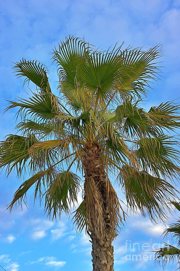 Palm Tree  Photograph by Yvonne M Smith