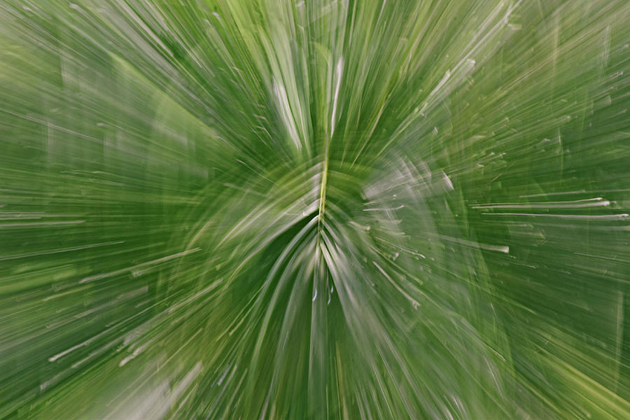 Palm Tree Zoom Burst Explosion Photograph