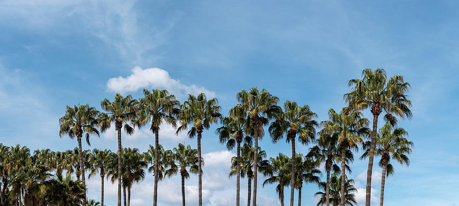 Palm trees against blue sky, at tropical coast Photograph by Michalakis Ppalis