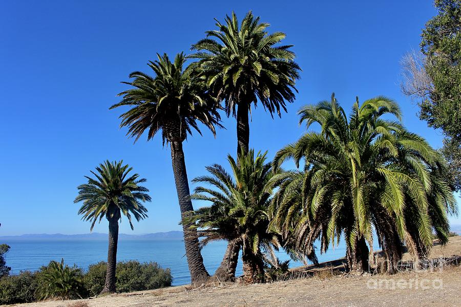 Palm Trees Along the Bluff Photograph by Katherine Erickson