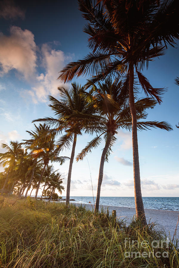 Palm trees and beach, Key West Photograph by Matteo Colombo