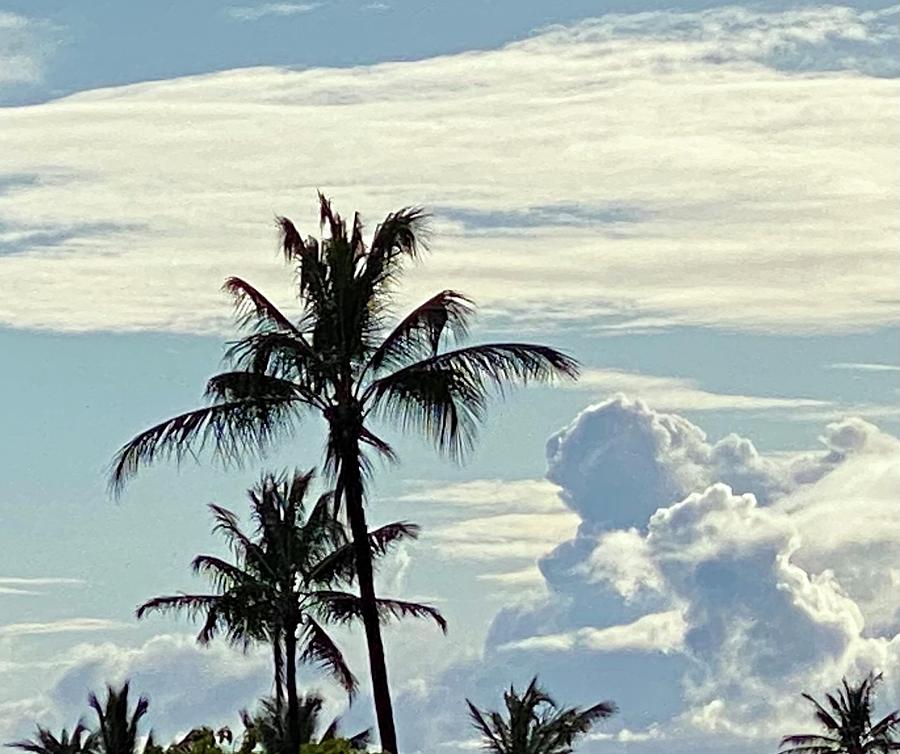 Beautiful Palm Trees and Brilliant Clouds  Photograph by Andrea Callaway