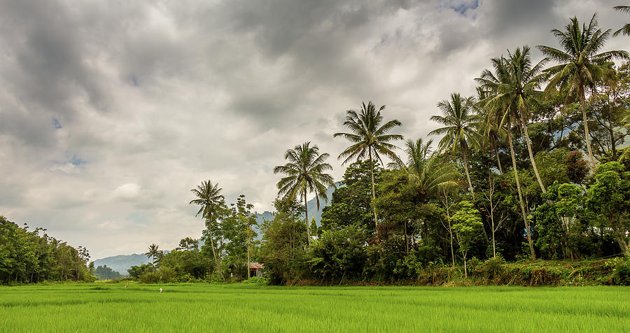Palm Trees And Rice Paddy On Samosir Island, Lake Toba, Sumatra, Indonesia Photograph