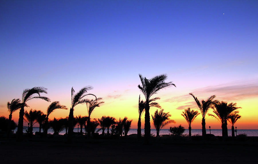 Palm Trees And Sea Before Sunrise Photograph by Mikhail Kokhanchikov
