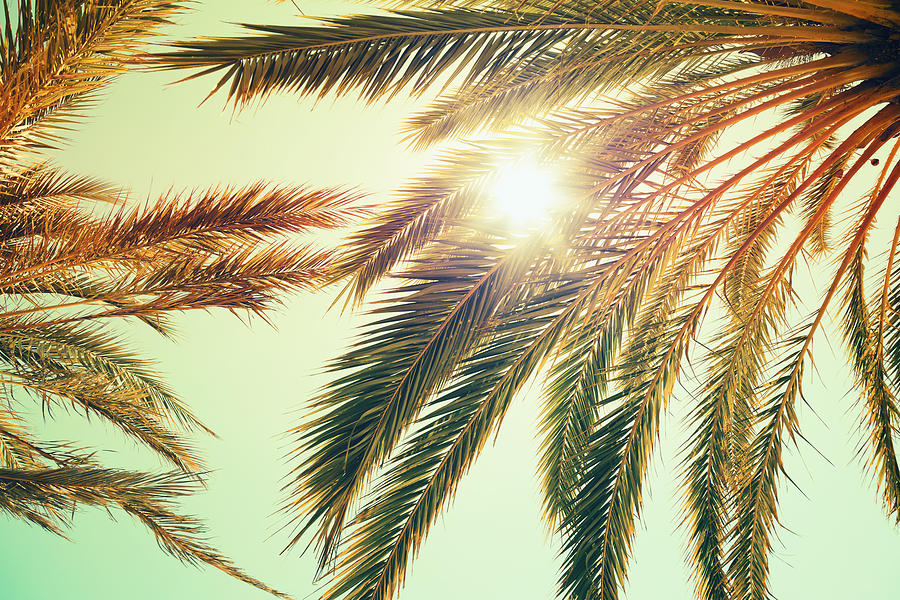 Palm Trees And Shining Sun Over Bright Sky Background. Vintage Style. Toned Photo With Vintage Colorful Tonal Filter Effect, Instagram Old Style Photograph