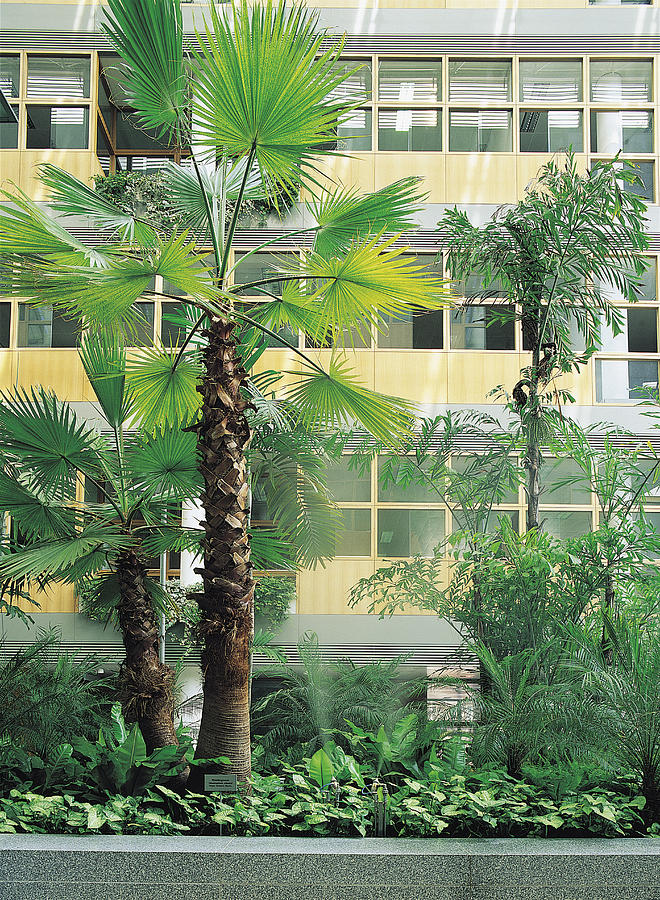 Palm trees and shrubbery outside building windows Photograph by Tony Weller