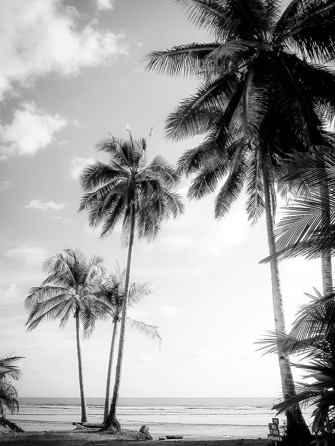 Paradise Photograph - Palm Trees And Sunshine At The Beach in Black and White by Nicklas Gustafsson