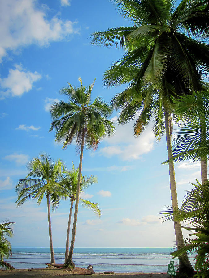 Paradise Photograph - Palm Trees And Sunshine At The Beach by Nicklas Gustafsson