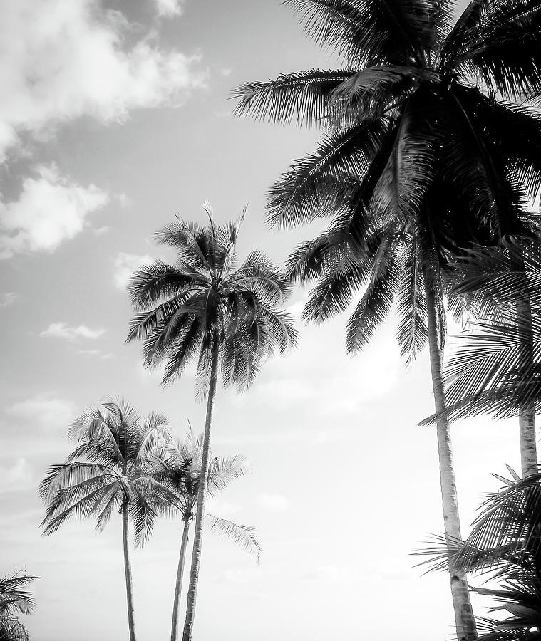Palm Trees And Sunshine in Black and White Photograph by Nicklas Gustafsson