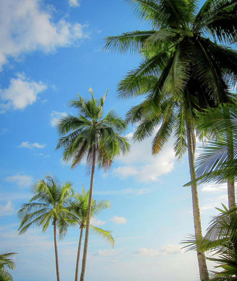 Palm Trees And Sunshine Photograph by Nicklas Gustafsson