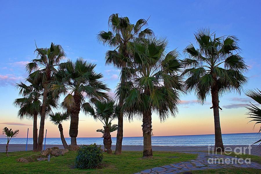 Palm Trees Andalusia Spain Photograph by Yvonne M Smith