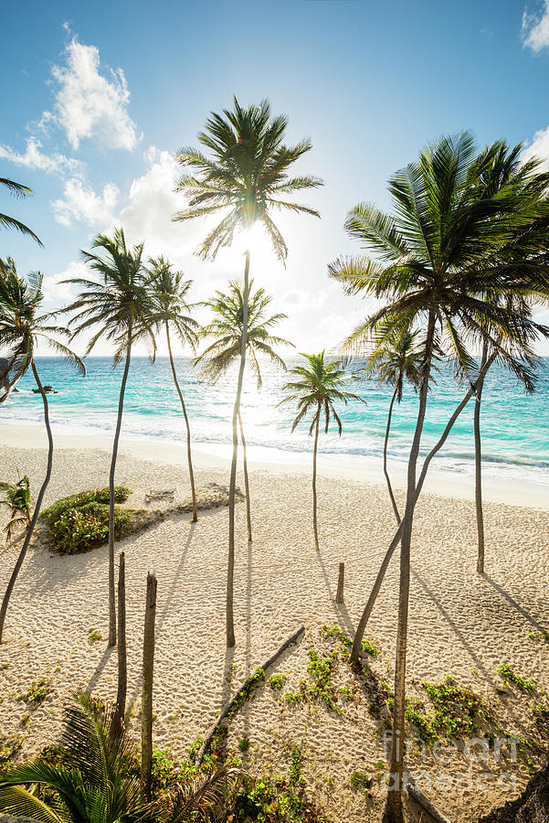 Palm trees at Bottom Bay, Barbados, Caribbean Photograph by Justin