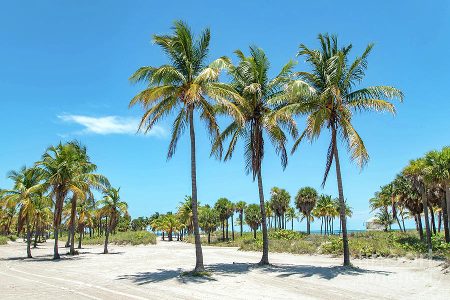 Palm Trees at Crandon Park Beach in Key Biscayne Florida Photograph by Beachtown Views