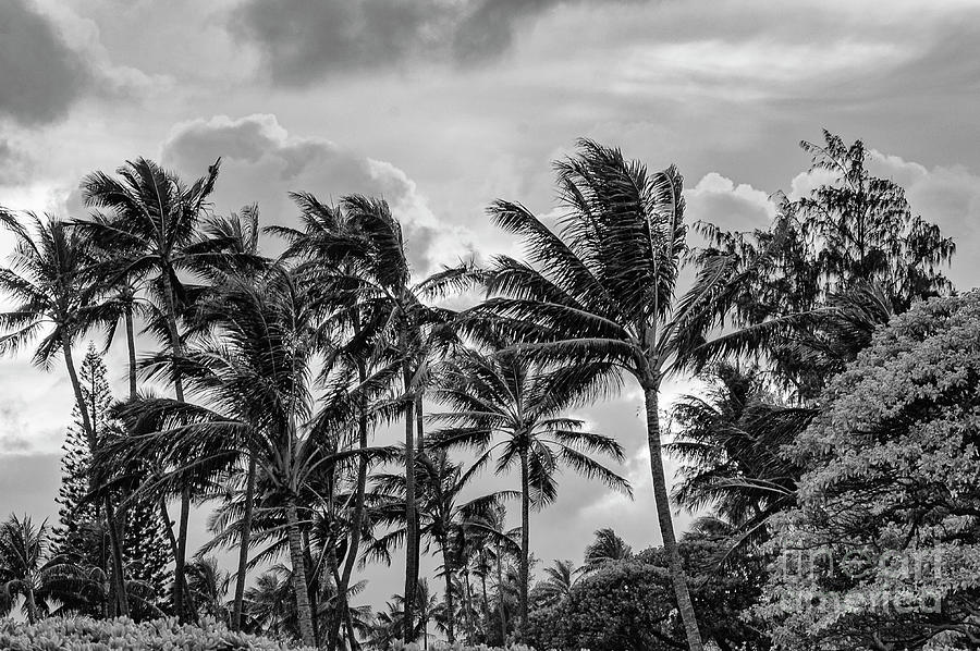 Palm Trees at Kailua Beach 2 Photograph by Bob Phillips
