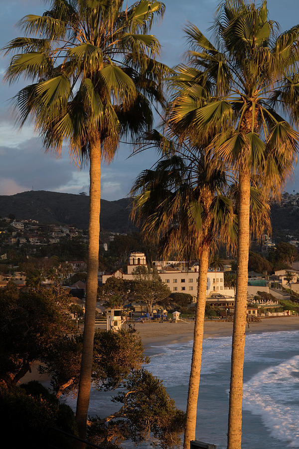 Palm Trees At Laguna Beach Illuminated In Sunset Light Photograph By ...