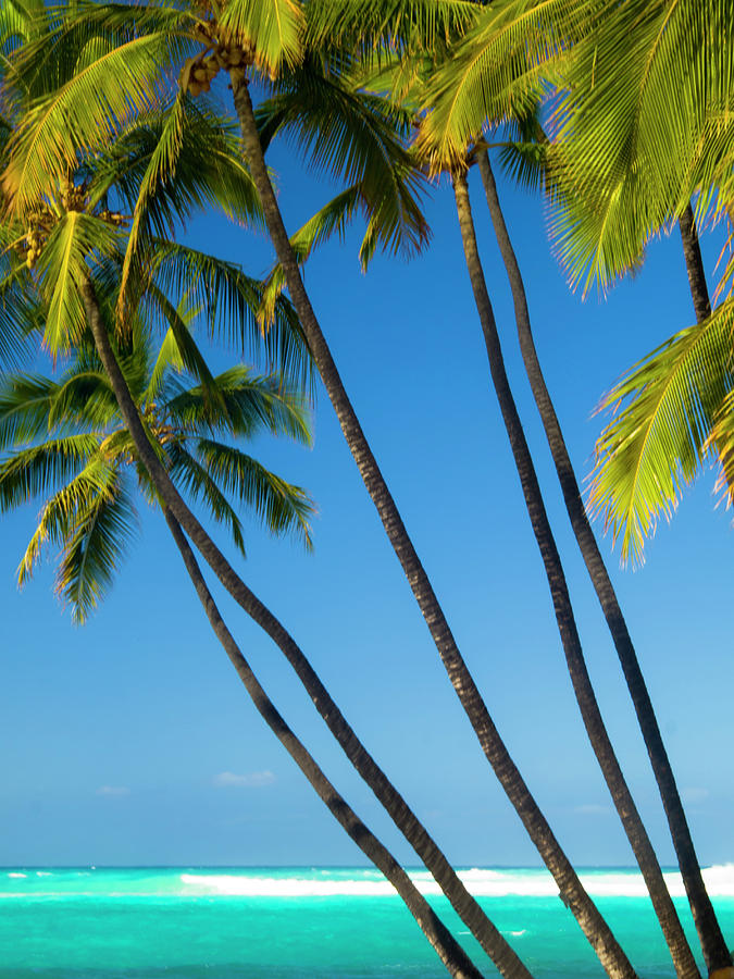 Palm Trees At Mahaiula Photograph by Christopher Johnson