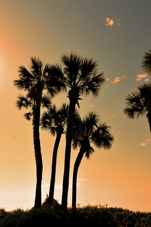 sunrise on the beach with palm trees