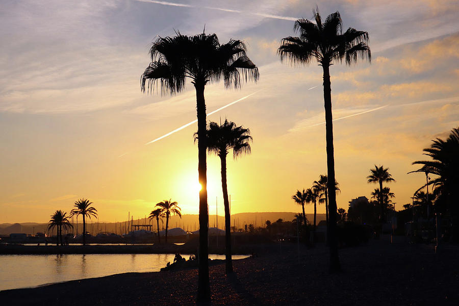 Palm Trees at Sunset Photograph by Andrea Whitaker