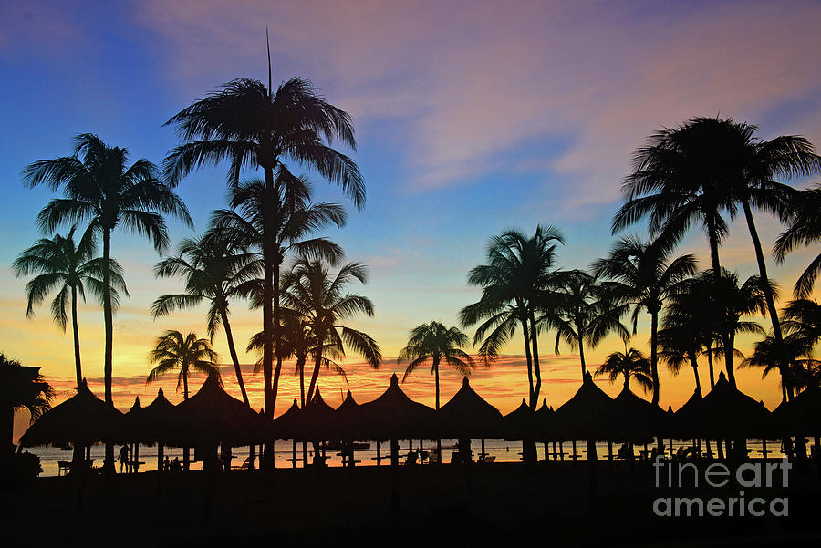 Palm Trees At Sunset Photograph