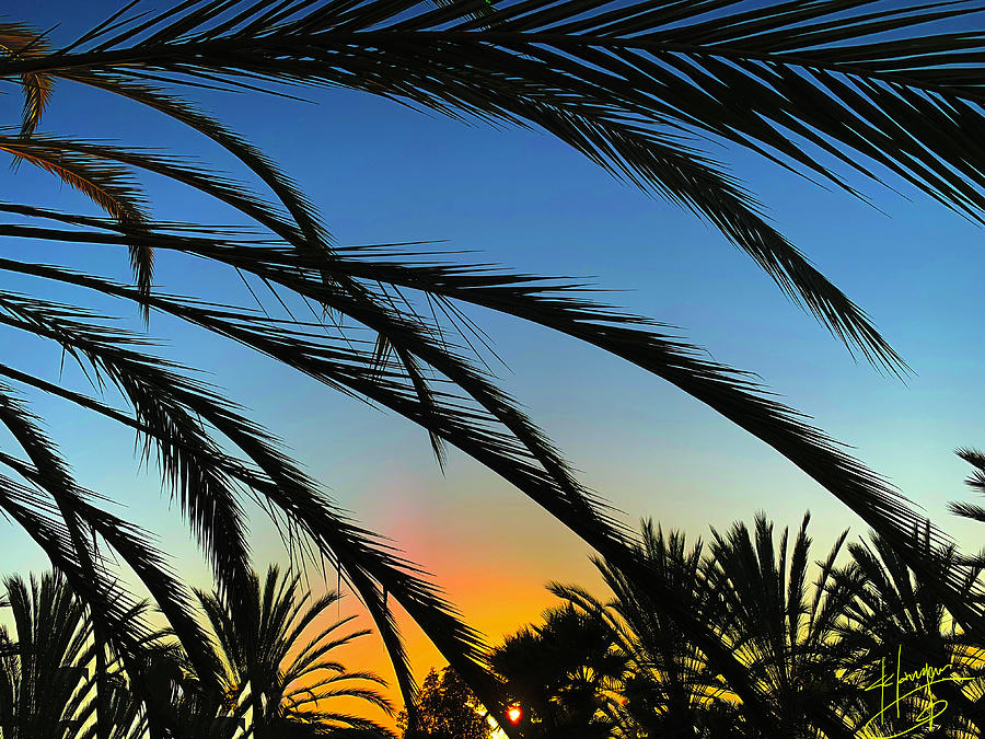 Sunset Photograph - Palm Trees At Sunset by DC Langer