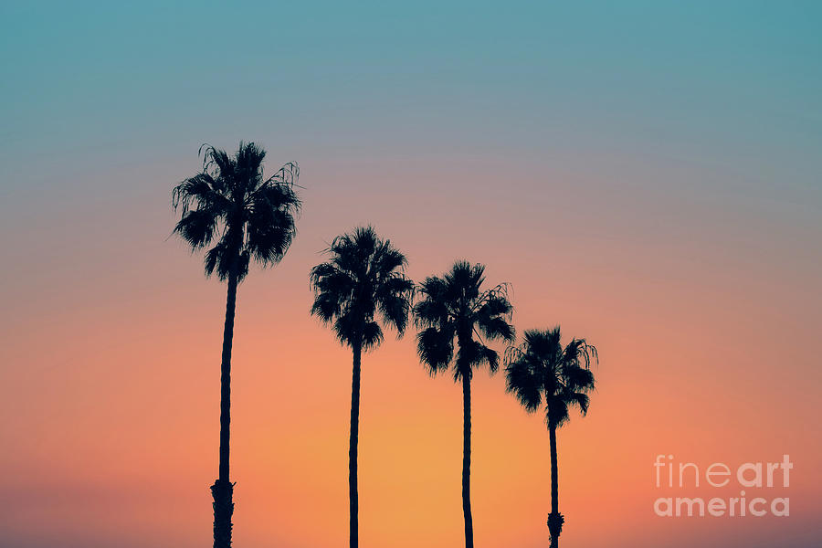 Palm trees at sunset Photograph by Delphimages Photo Creations