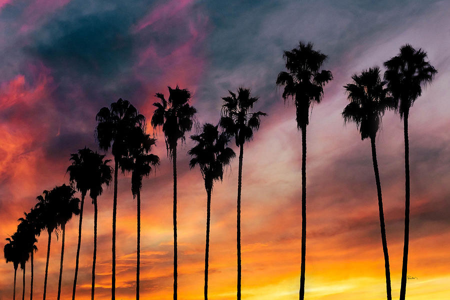 Palm Trees at Sunset - La Jolla Shores Photograph by Russ Harris