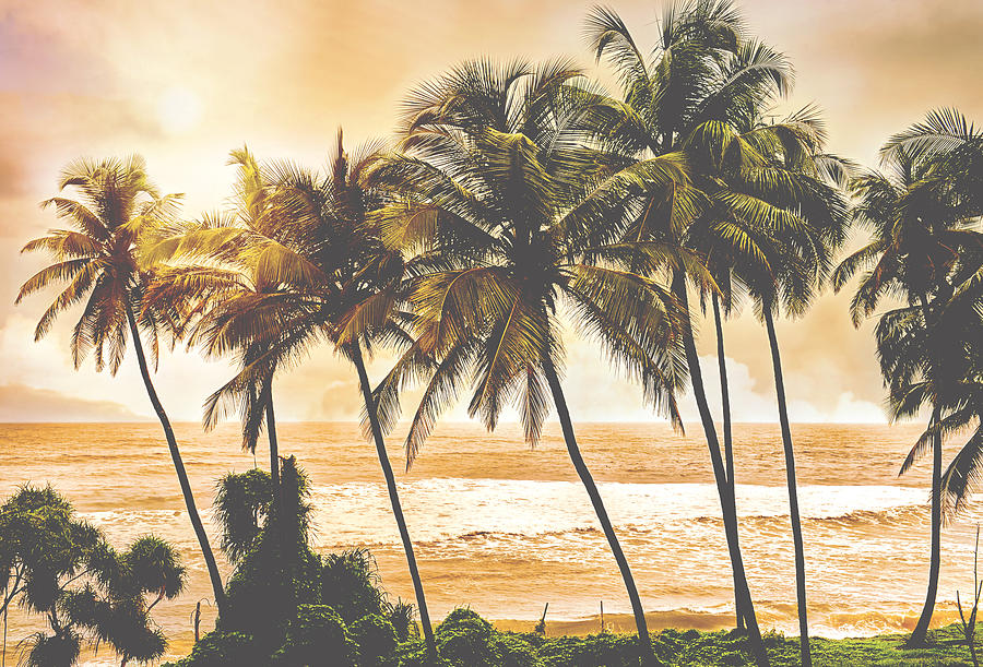 Palm Trees At Sunset Light. Goa. India Vintage Style Photo. Instagram Filter. Serenity Tropical Beach. Photograph
