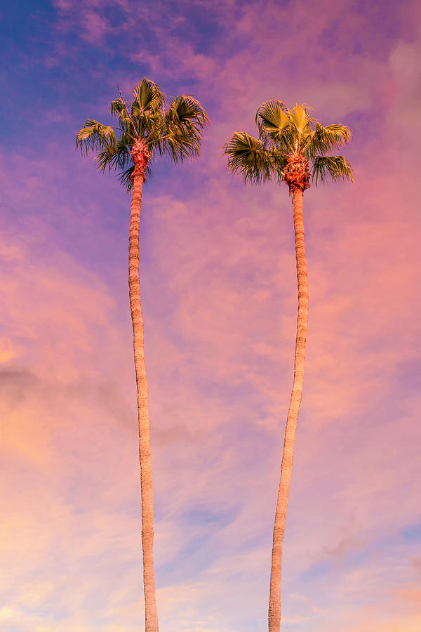 San Diego Photograph - Palm Trees At Sunset by Melanie Viola San Diego Photograph - Palm Trees At Sunset by Melanie Viola