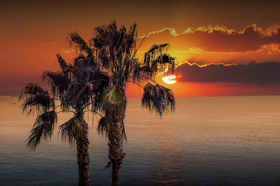 Palm Trees at Sunset on Laguna Beach in California Photograph by Randall Nyhof