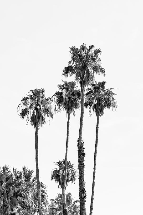 Palm Trees at the beach - monochrome Photograph by Melanie Viola - Pixels