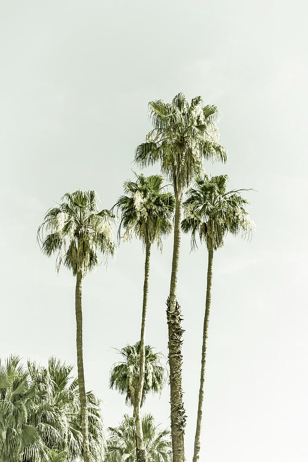 Palm Trees at the beach - Vintage Photograph by Melanie Viola
