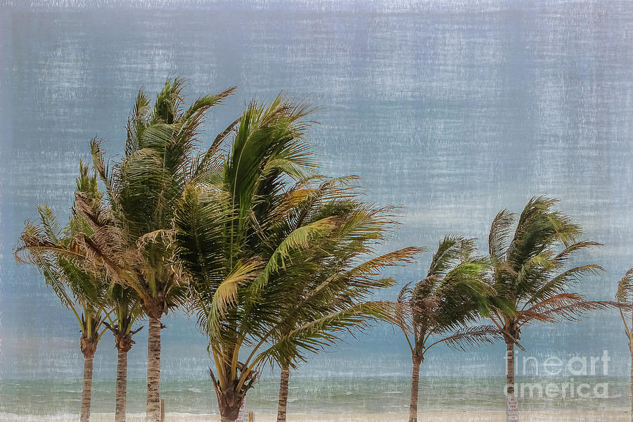 Palm Trees Blowing in the Wind Photograph by Colleen Kammerer
