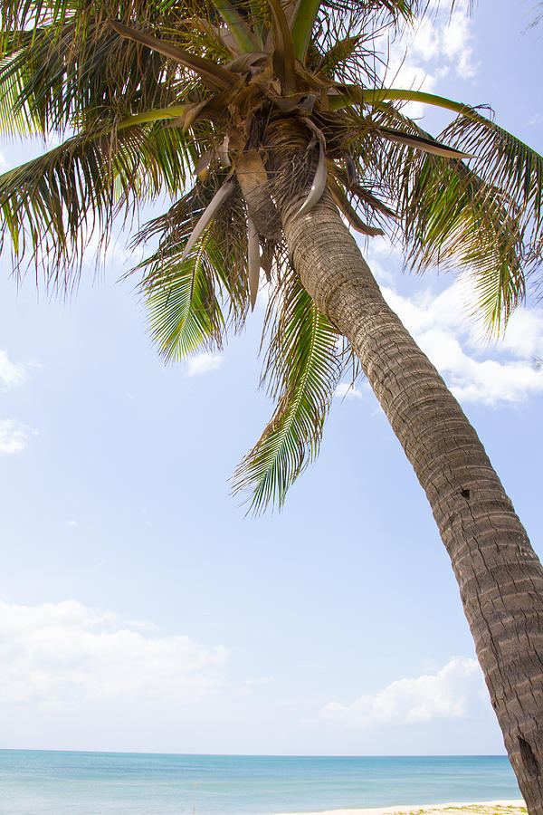 Palm trees Photograph by Blueskyline