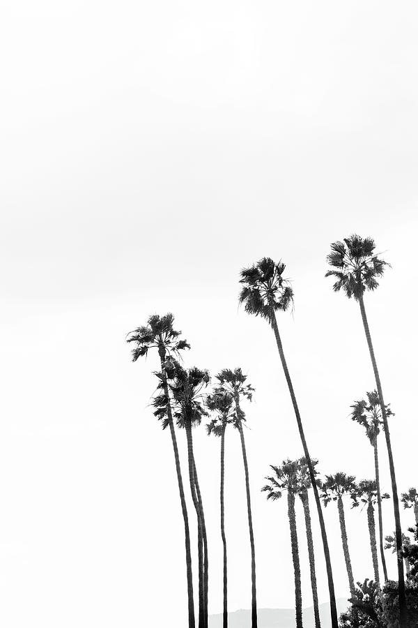 Palm Trees Coronado Island San Diego California Black And White ...