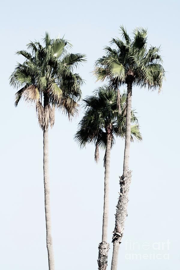 Palm Trees Dream #5 #tropical #wall #decor #art Photograph by Anitas ...