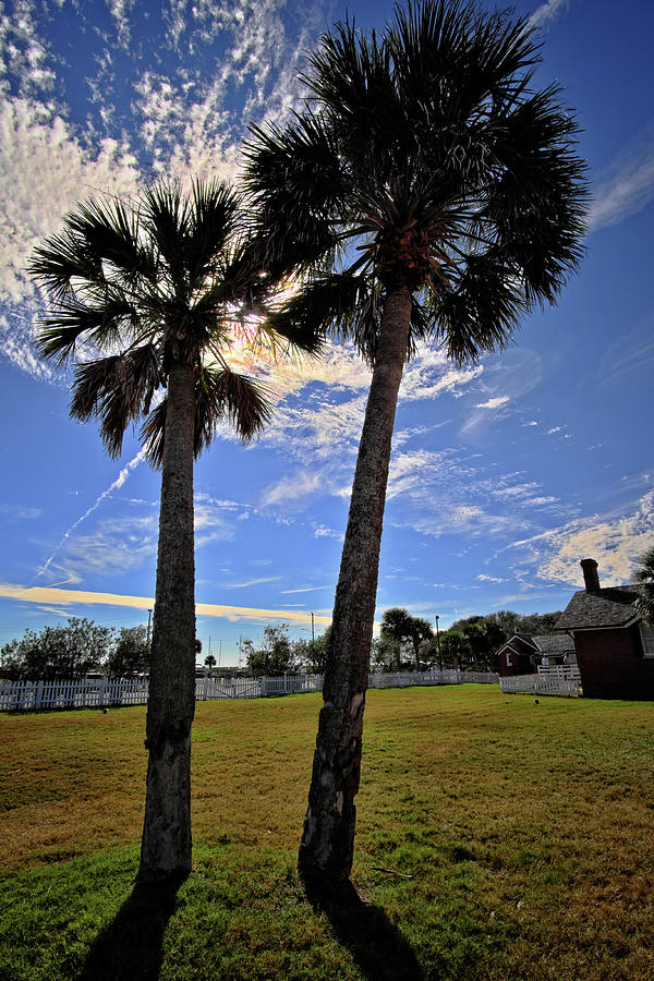 Palm Trees Photograph by George Taylor