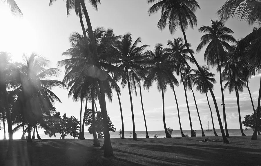 Palm trees growing on beach Photograph by Franck Sauvaire