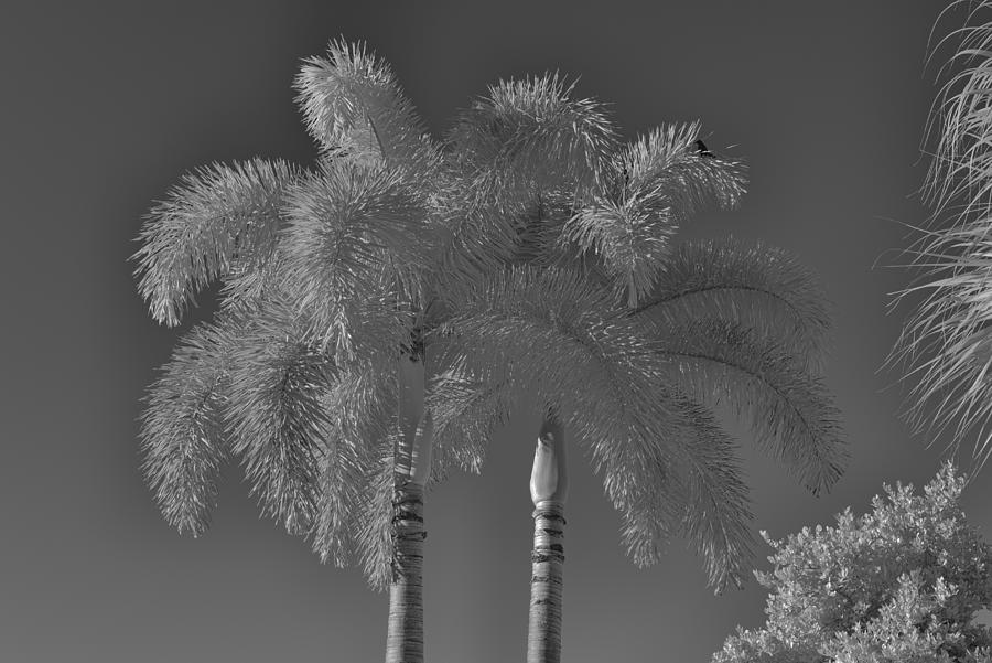 Palm Trees in 590nm infrared Photograph by Alan Goldberg