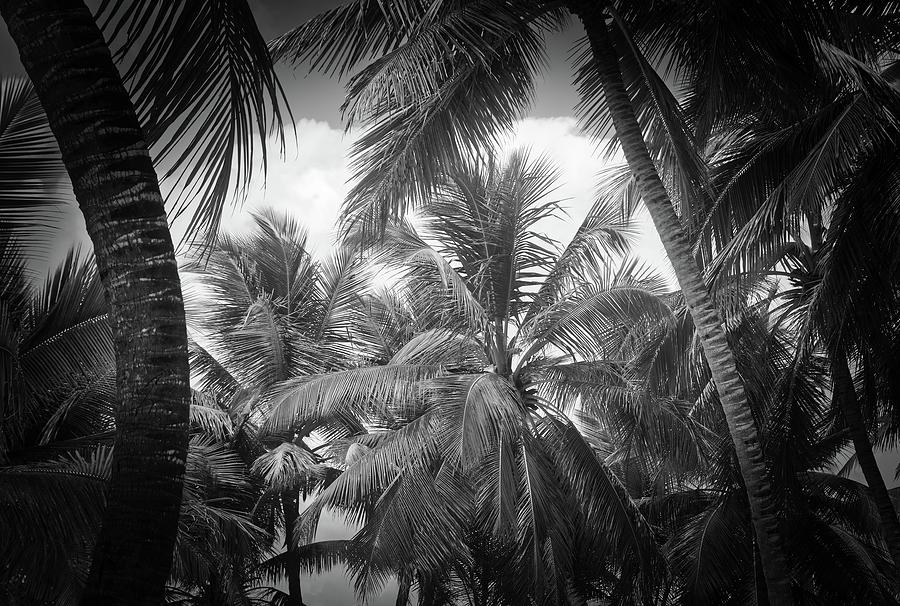 Palm Trees in B/W Photograph by Scott Burd
