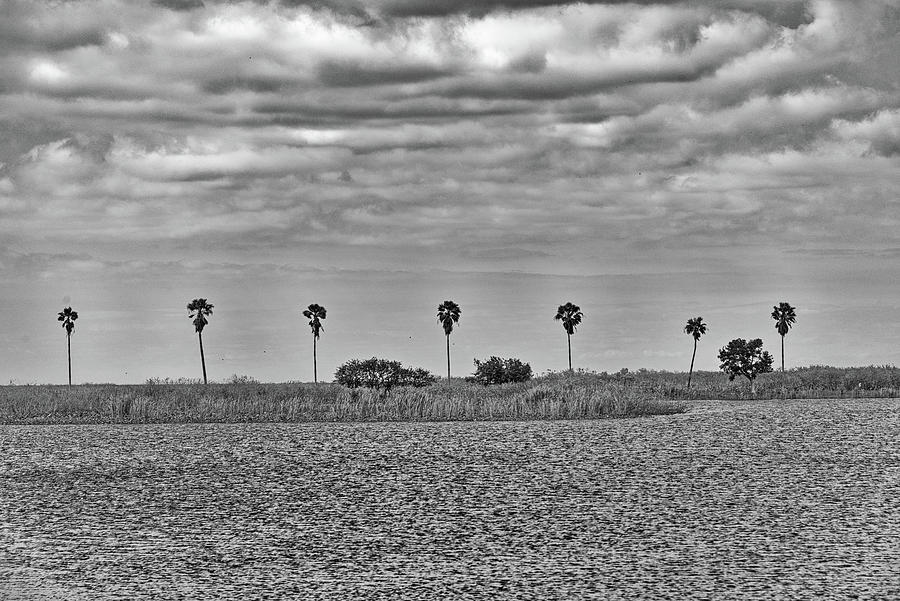 Palm Trees in Belle Glade, Florida Photograph by Alan Goldberg