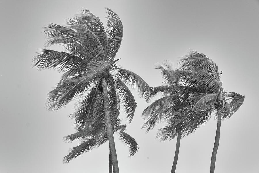 Palm Trees in Black and White Photograph by Alan Goldberg
