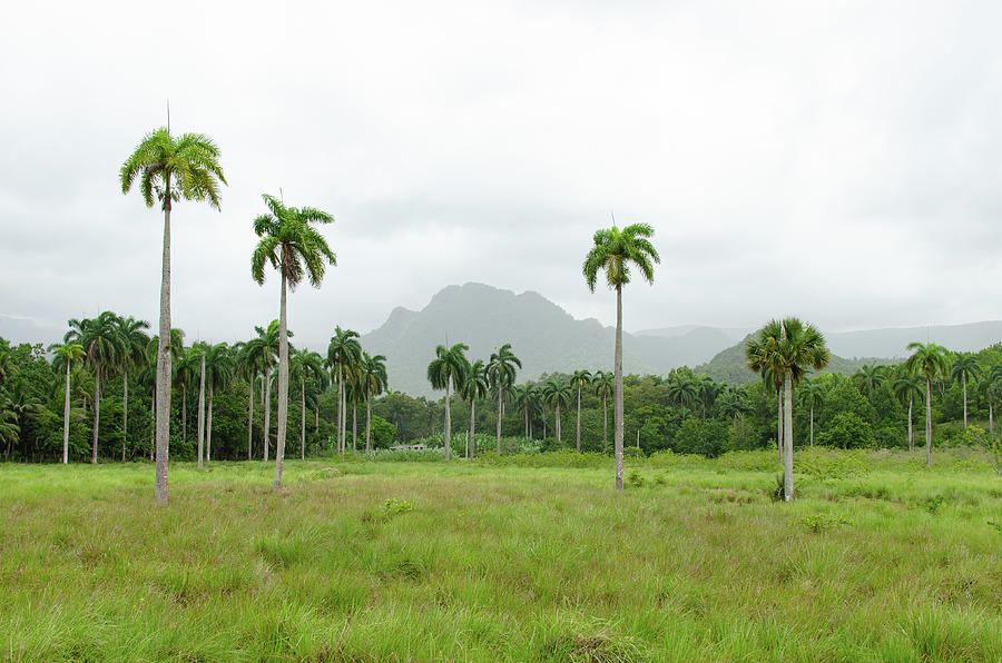 Palm Trees in Cuban Rainforest, Santiago de Cuba Photograph by Jo Raphael